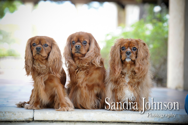 Best Orlando Pet Photographer - Sandra Johnson (SJFoto.com)
